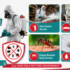 termite control in lahore