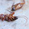 Professional Termite Control Lahore Services for Homes and Businesses Termite Control Lahore.