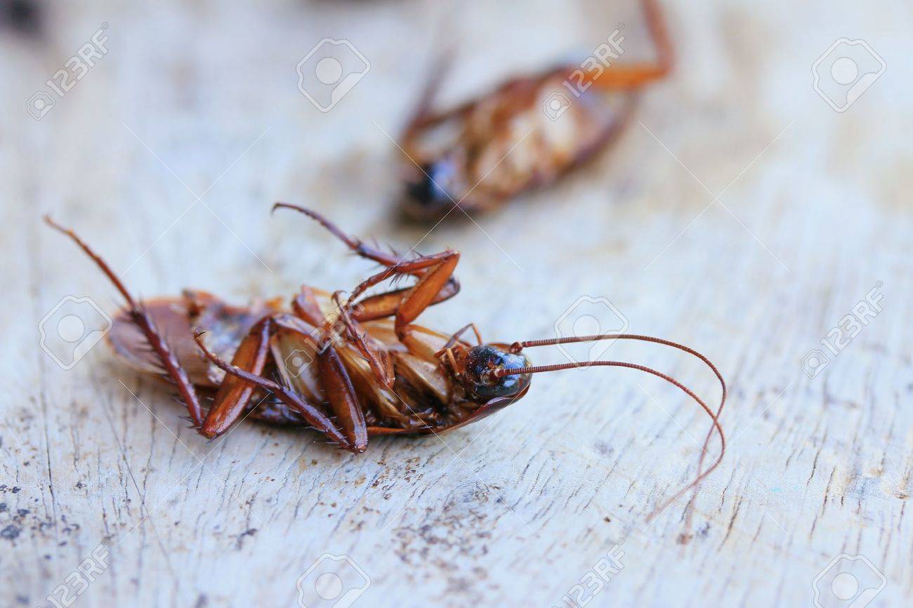 Termite Control Lahore.