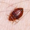 Bedbugs spray services in lahore.