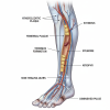 Peripheral Ultrasound in Dubai Advanced Diagnostic Imaging for Vascular Health Peripheral Ultrasound in Dubai.