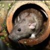 Reliable Pest Management Services Screenshot 2026-03-13 142655
