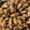 bee for sale (2) (1)