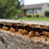 Termite Control Near Me in lahore.