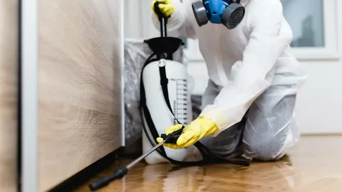 termite control service lahore.
